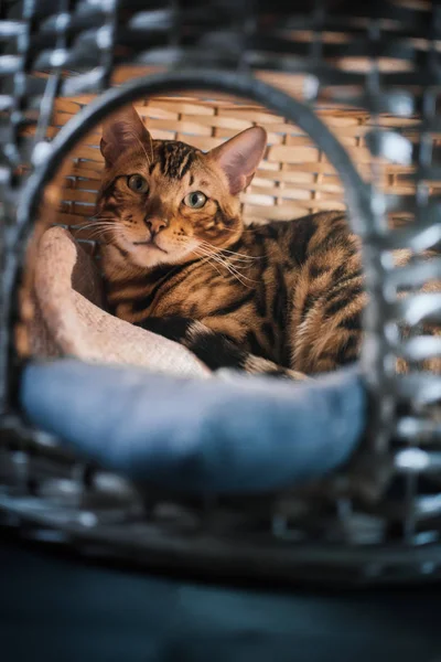 evde ahşap sepet içinde yatan sevimli kedi