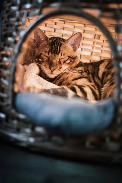 evde ahşap sepet içinde yatan sevimli kedi