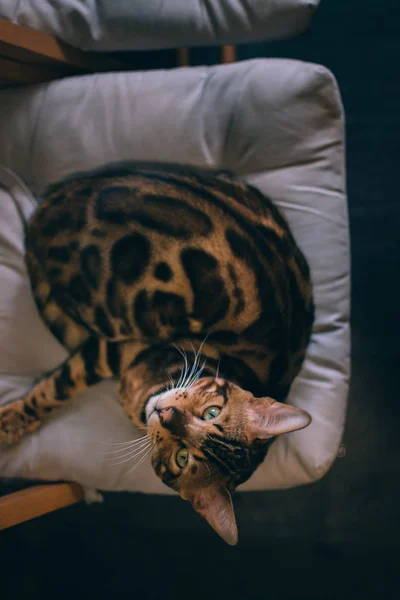 Şirin Kedi Evde Sandalyenin Üstüne Yalan — Stok fotoğraf