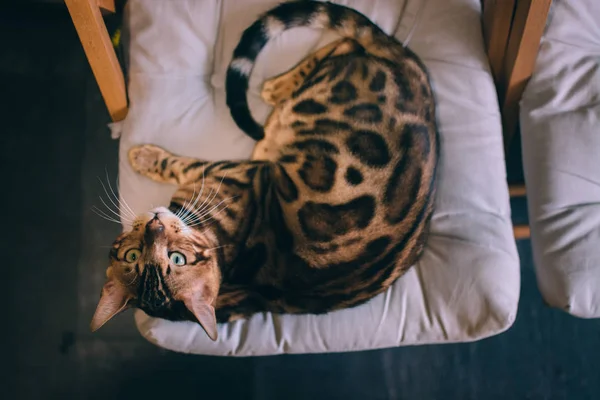 Şirin kedi evde sandalyenin üstüne yalan