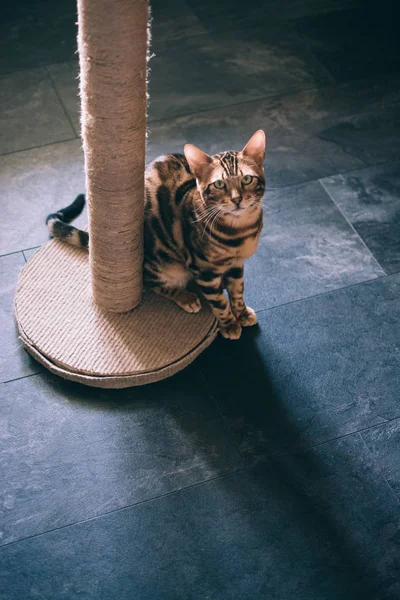 evde kazıma sonrası yakınında oturan sevimli kedi