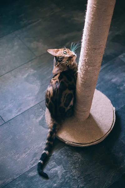 evde kazıma sonrası yakınında oturan sevimli kedi