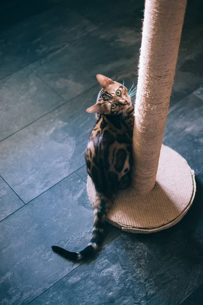 evde kazıma sonrası yakınında oturan sevimli kedi