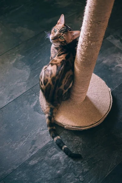 cute cat sitting near scratching post at home