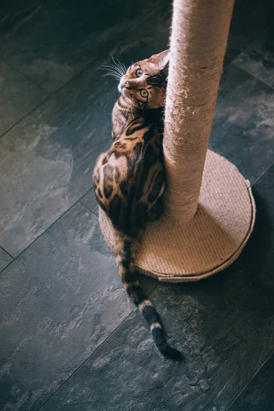 evde kazıma sonrası yakınında oturan sevimli kedi