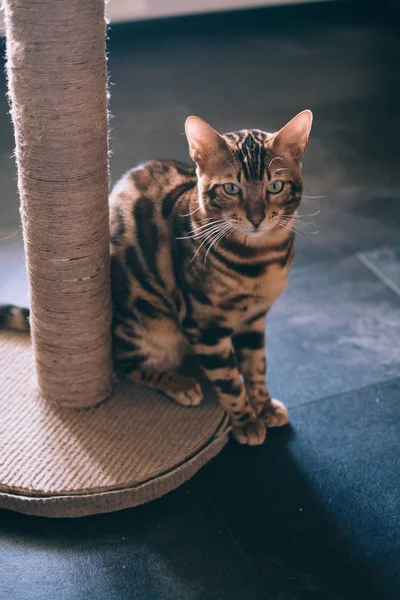 Evde Kazıma Sonrası Yakınında Oturan Sevimli Kedi — Stok fotoğraf