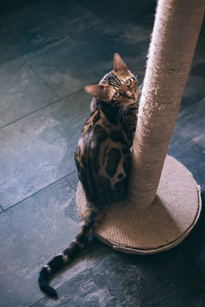 evde kazıma sonrası yakınında oturan sevimli kedi