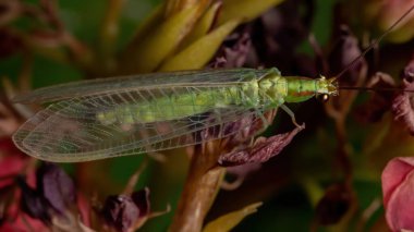 Çiçek açan bir bitkide Ceraeochrysa cinsinin tipik Yeşil Lacewing 'i
