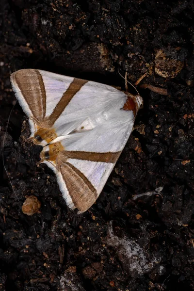 Взрослая Бабочка Подкрылка Вида Eulepidotis Rectimargo — стоковое фото