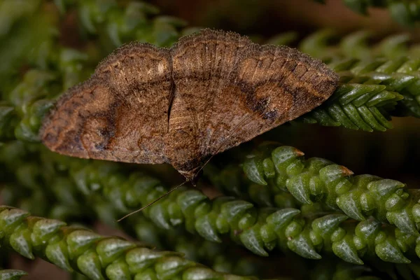 Adulto Traça Família Erebidae Uma Planta — Fotografia de Stock