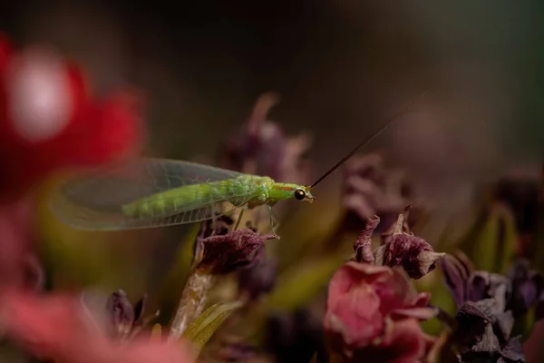Çiçek açan bir bitkide Ceraeochrysa cinsinin tipik Yeşil Lacewing 'i
