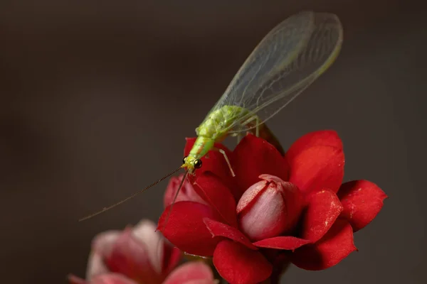Типичный Зелёный Шнурок Рода Ceraeochrysa Цветущем Растении — стоковое фото