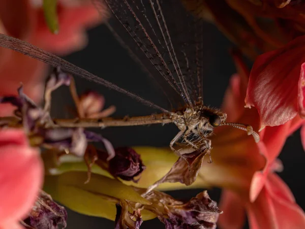 Antlion Family Myrmeleontidae Flowering Plant — стоковое фото