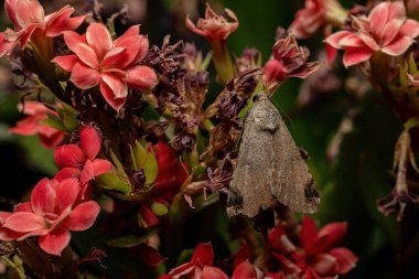 Çiçek açan bir bitkide Melipotis cinsinin grafiksel baykuş güvesi