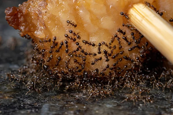 동물성 지방에 머리가 개미들 — 스톡 사진