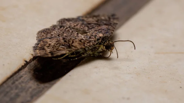 Κάτω Από Σκώρο Της Οικογένειας Erebidae Στο Έδαφος — Φωτογραφία Αρχείου