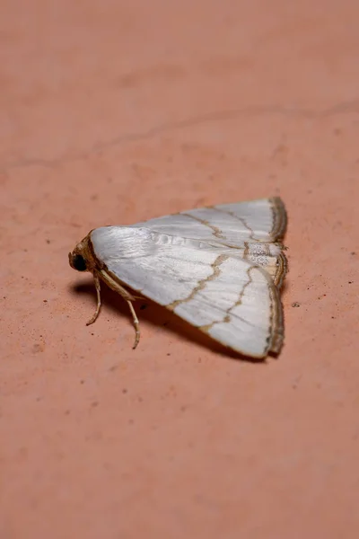 Spodní Můra Druhu Eulepidotis Deiliniaria Zdi — Stock fotografie