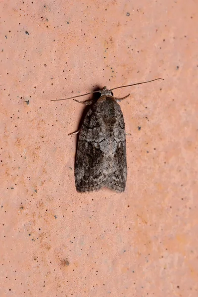 Černoolivová Housenka Moth Druhu Garella Nilotica Zdi — Stock fotografie