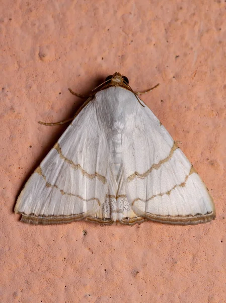 Underwing Moth Species Eulepidotis Deiliniaria Wall — Stock Photo, Image