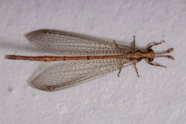Myrmeleontidae ailesinin böcek aslanı.