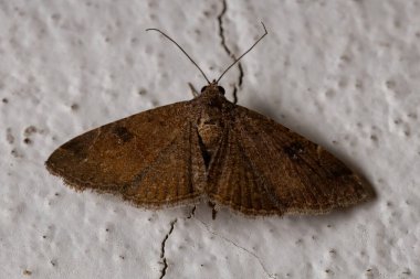 Lepidoptera Nişanı 'nın Brezilyalı kahverengi güvesi.