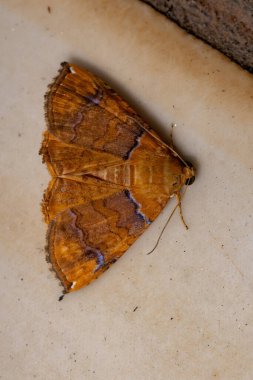 Eulepidotis cinsinin güvesinin altı