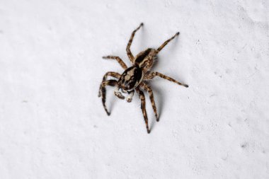 Gri Duvar Atlayan Örümcek türü Menemerus bivittatus