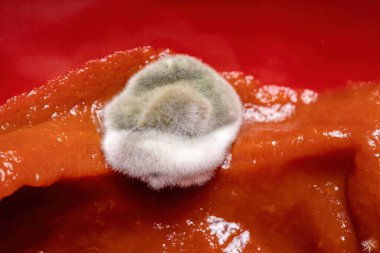 Mantarlardan küflü domates sosu