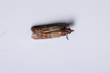 Hint güvesi türü Plodia interpunctella