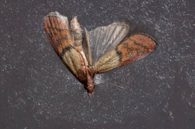 Hint güvesi türü Plodia interpunctella