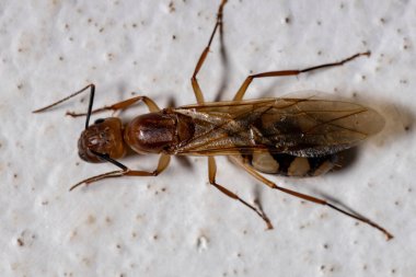 Marangoz Karınca türü Camponotus 'un yerine geçer.