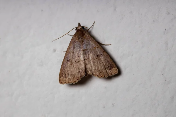 Litter Moth Subfamily Herminiinae — Fotografia de Stock