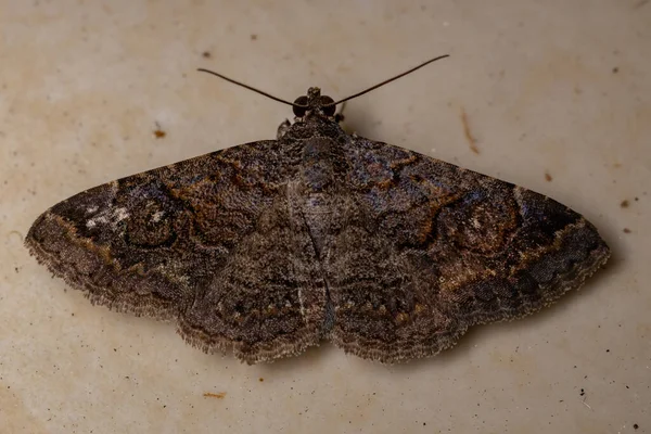 Underwing Moth Erebidae Családból — Stock Fotó