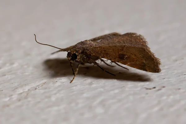 Brasilialainen Lepidoptera Lahkon Ruskea Koi — kuvapankkivalokuva