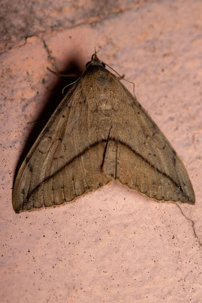 Polilla Subalar Brasileña Especie Anticarsia Anisospila —  Fotos de Stock