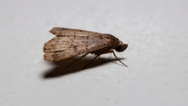 Litter Moth Subfamily Herminiinae — Fotografia de Stock