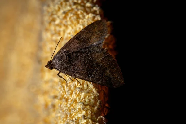 Polilla Marrón Brasileña Orden Lepidoptera — Foto de Stock