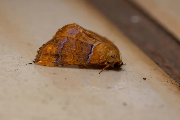 Polilla Subalar Del Género Eulepidotis —  Fotos de Stock