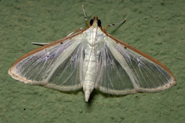 Čtyřskvrnný Palpita Moth Druhu Palpita Quadristigmalis — Stock fotografie