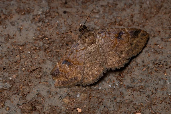 Underwing Moth Family Erebidae — Stock Photo, Image