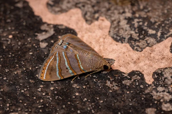 Falena Subacquea Della Specie Eulepidotis Caeruleilinea — Foto Stock