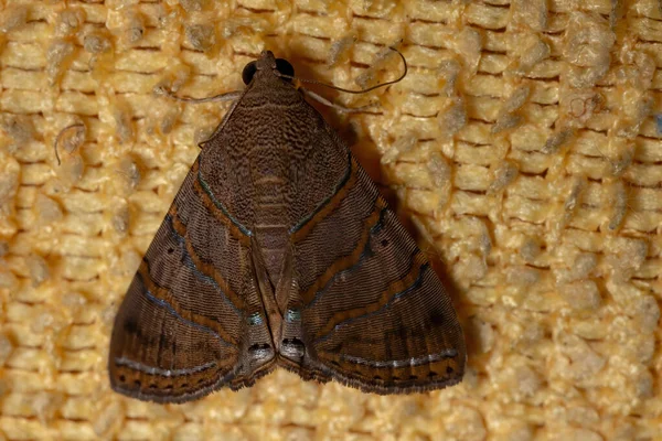 Підростаюча Метелик Виду Eulepidotis Caeruleilinea — стокове фото
