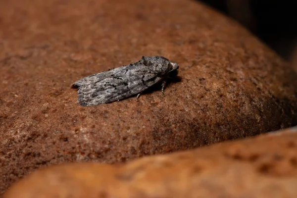 Μαύρης Ελιάς Caterpillar Moth Του Είδους Garella Nilotica — Φωτογραφία Αρχείου