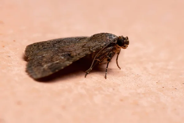 Hintergrundmotte Der Familie Der Erebidae — Stockfoto