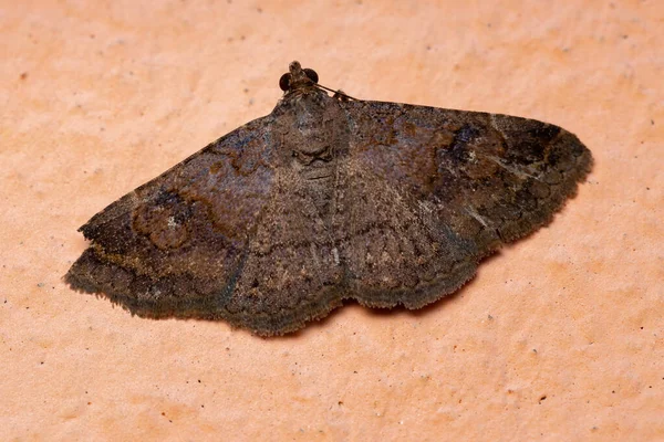 Underwing Moth Family Erebidae — Stock Photo, Image