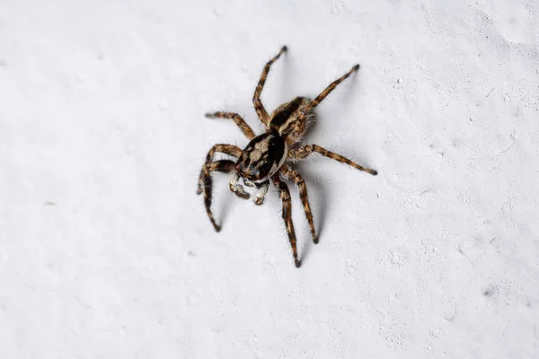 Aranha Salto Parede Cinza Espécie Menemerus Bivittatus — Fotografia de Stock