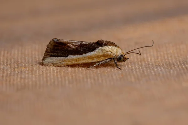 Polilla Tribu Acontiini —  Fotos de Stock