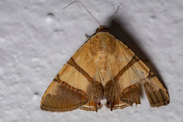 Polilla Subalar Especie Eulepidotis Juncida — Foto de Stock