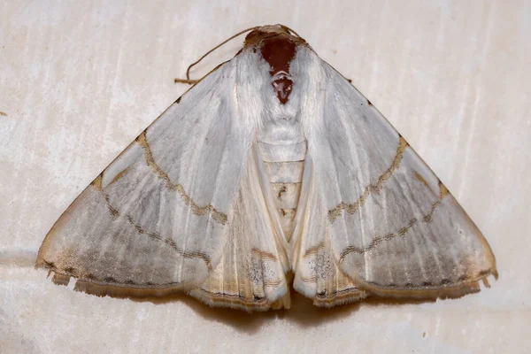 エウリュエポティス属の蛾の下に — ストック写真