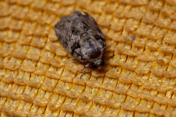 Μαύρης Ελιάς Caterpillar Moth Του Είδους Garella Nilotica — Φωτογραφία Αρχείου